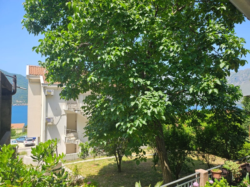 Affordable apartment in Kotor, Dobrota